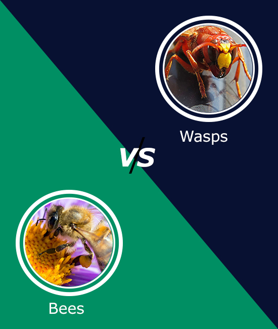 Difference Between Wasps And Bees