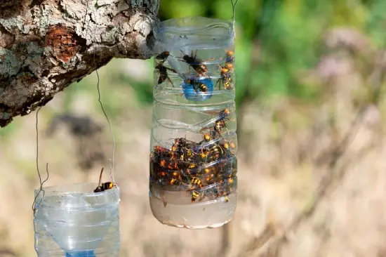 Is Removing a Wasp Nest Necessary?