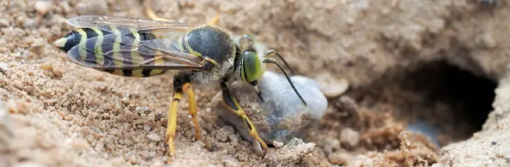 Sand Wasp Removal Techniques