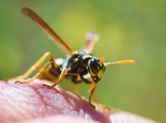 Common Wasp Removal