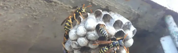 Common Wasp Removal Finadium