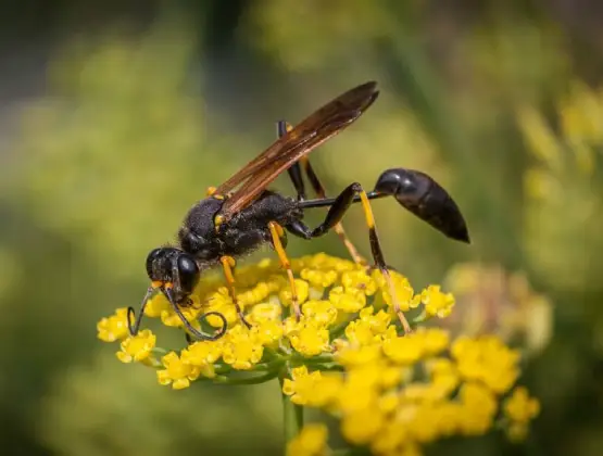 Sand Wasp Removal