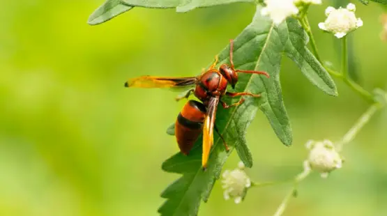 Paper Wasp Nest Removal