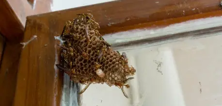 Paper Wasp Removal Finadium