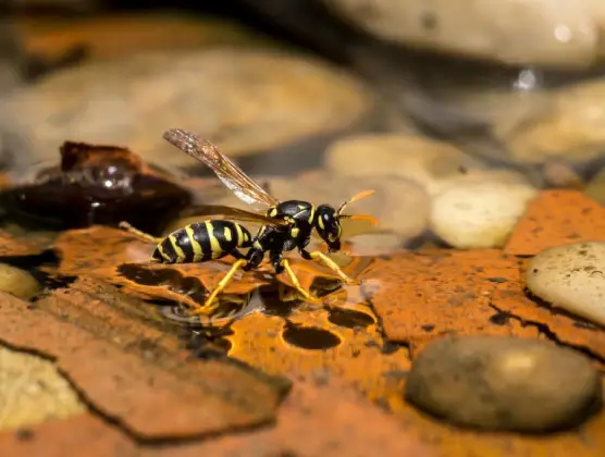 Spider Hunting Wasp