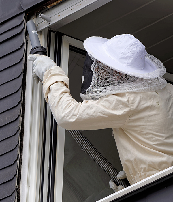 Why Choose Us For Pest Control Wasp Removal