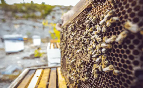 HOW DO I GET RID OF WASP NESTS IN MELBOURNE