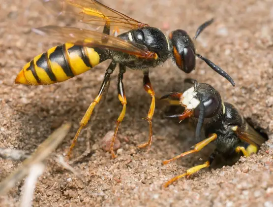 Sand Wasp Removal